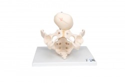 Model szkieletu miednicy demonstracyjny porodu z czaszką płodu - 3B Smart Anatomy - 1000334 [L30]